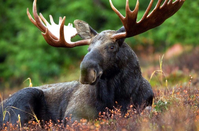 moose-70254