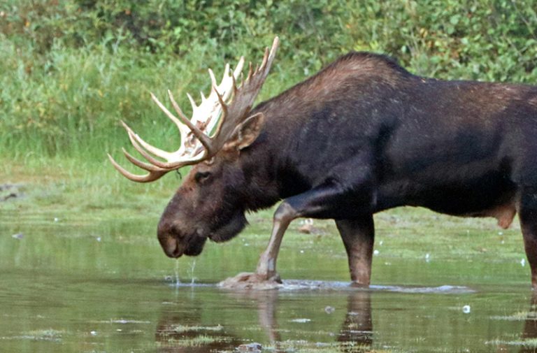 älg
